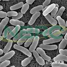 ヒト腸内細菌（ビフィズス菌）, Bifidobacterium longum subsp. longum NBRC 114494