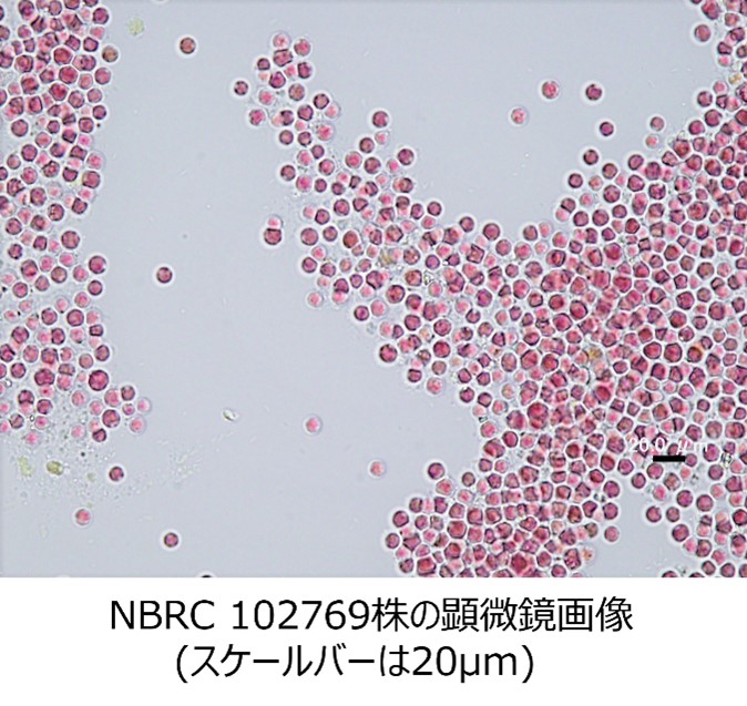 微生物画像_NBRC102769
