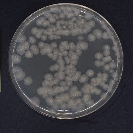 例：Bacillus subtilis NBRC 3335のコロニー画像
