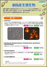 油脂産生微生物のチラシ