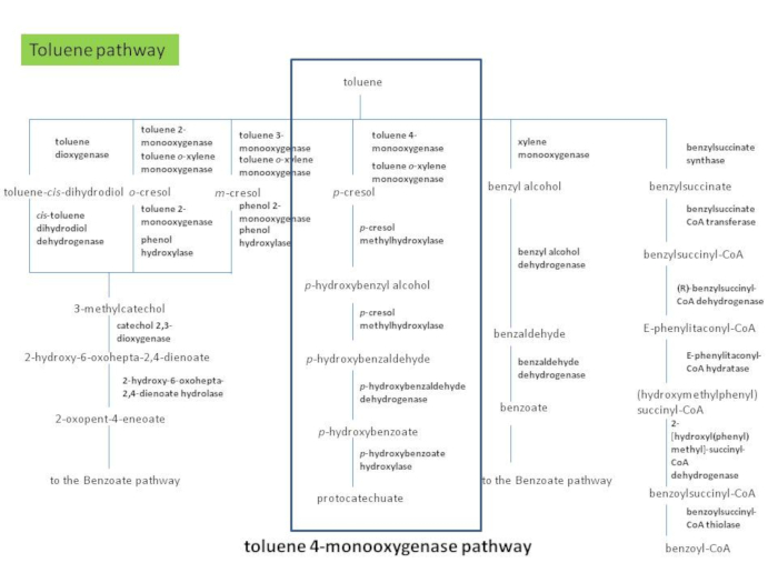 トルエン4-モノオキシゲナーゼ経路