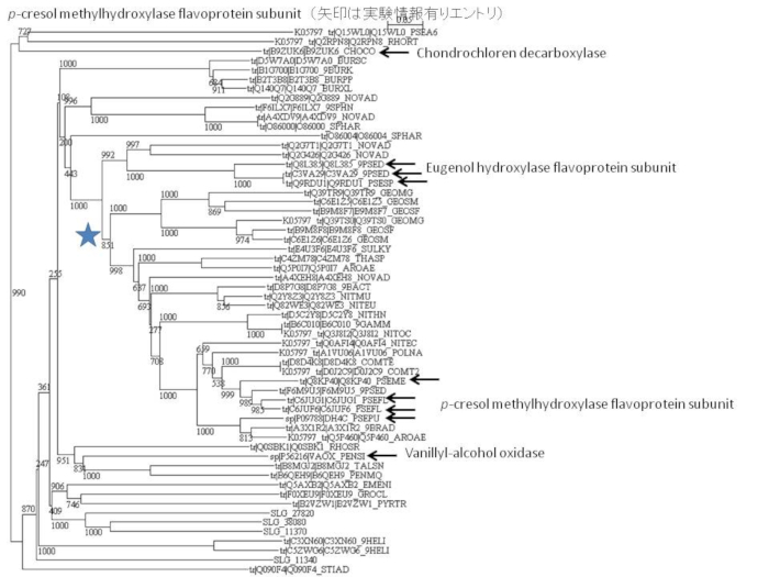 p-クレゾールメチルヒドロキシラーゼ　フラボプロテインサブユニットとその関連酵素の系統樹