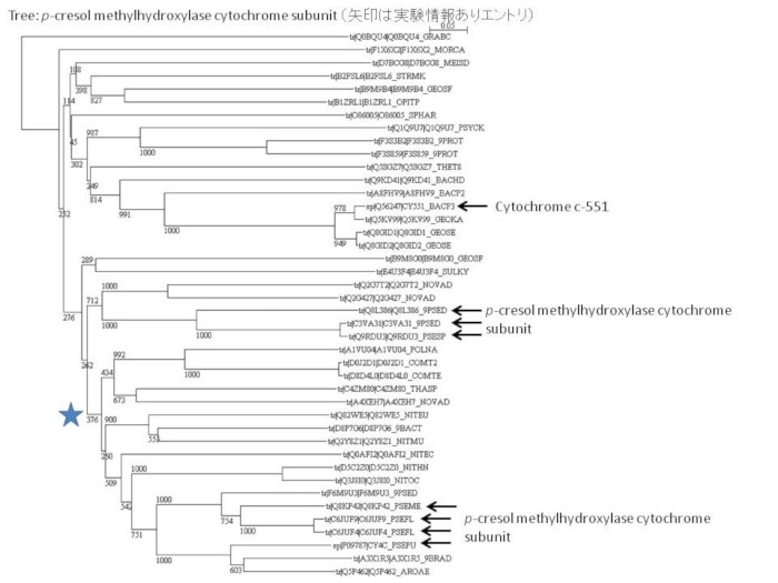 p-クレゾールメチルヒドロキシラーゼ　シトクロームサブユニットとその関連酵素の系統樹