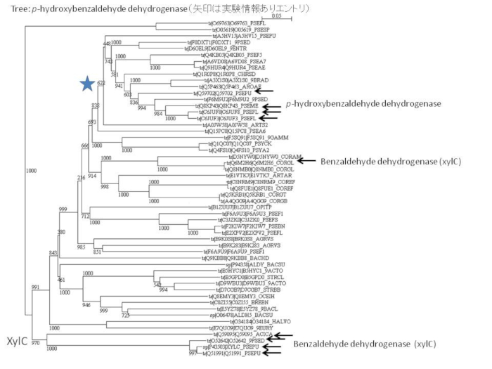 p-ヒドロキシベンズアルデヒドデヒドロゲナーゼとその関連酵素の系統樹