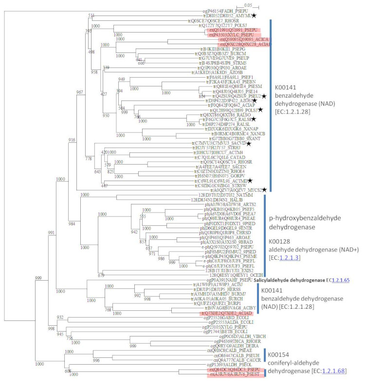 Phylogenetic tree of benzaldehyde dehydrogenases.