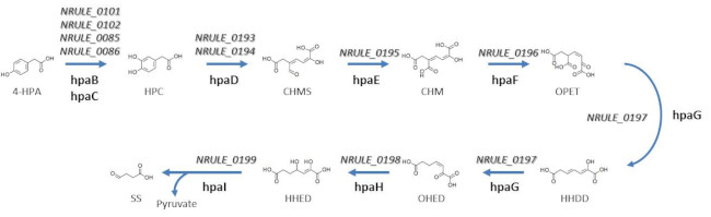 4-hydroxyphenylacetate degradation pathway via homoprotocatechuate. 