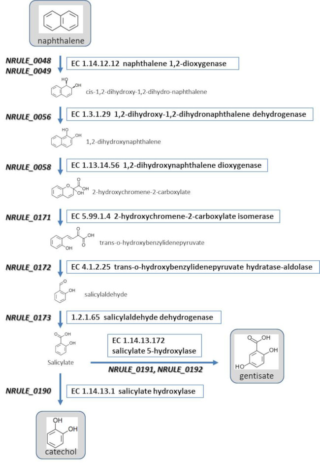 Naphthalene degradation pathway.