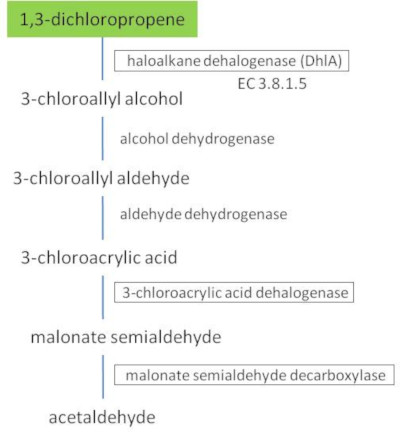 Metabolic pathway of 1,3-dichloropropene (NFUNC_0012).