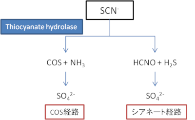 チオシアネートの二つの分解経路