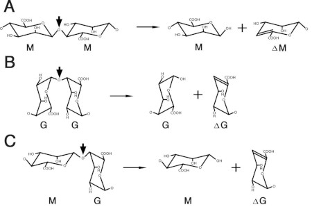 Block sites of alginate polymer and alginate lyase reactions.