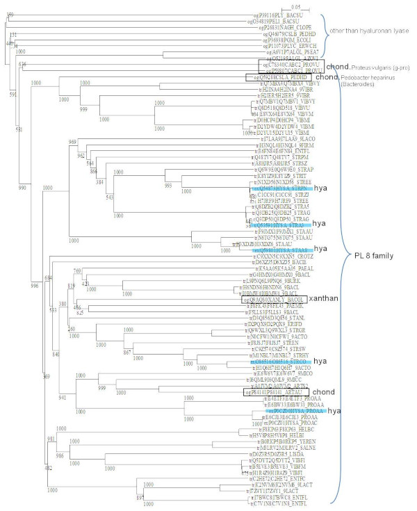 Phylogenetic tree of hyaluronate lyase