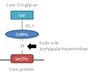 Core 1 O-glycanの構造とエンドα-N-アセチルガラクトサミニダーゼによる切断箇所