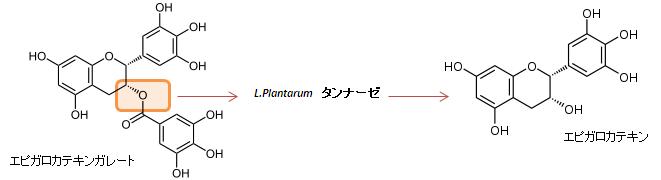 エピガロカテキンガレート