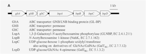 LNB代謝酵素遺伝子群