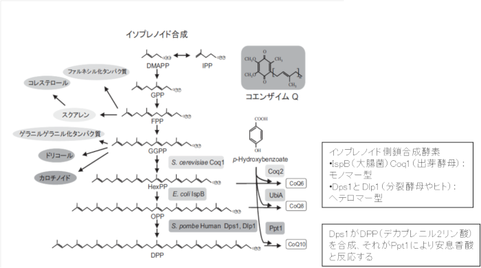 「コエンザイムQ10 生産微生物の開発」より抜粋・改