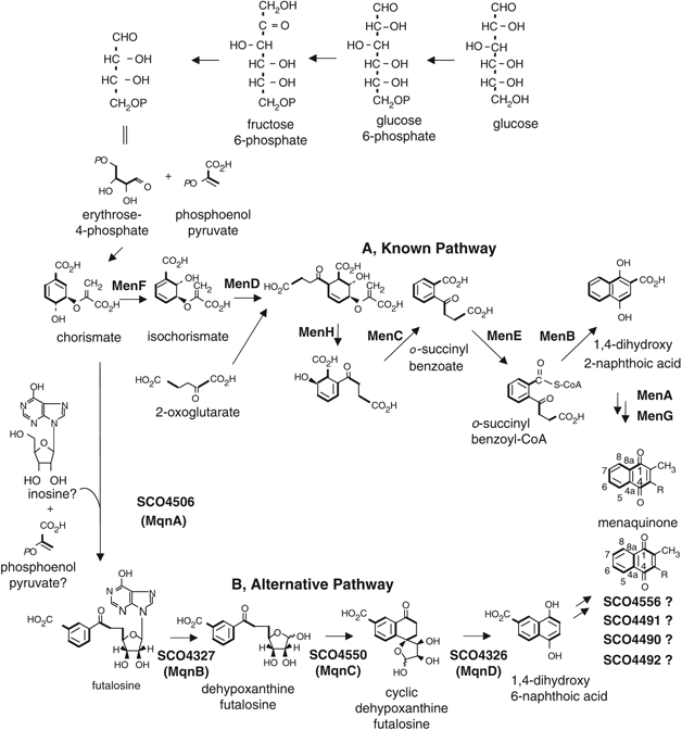 MK biosynthetic pathways. 