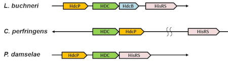 Genetic organizations of bacterial histidine decarboxylase loci.