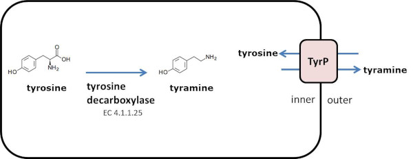 Tyramine biosynthesis.