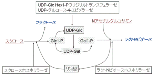 ビフィズス増殖に効果的なミルクオリゴ糖成分の製造方法