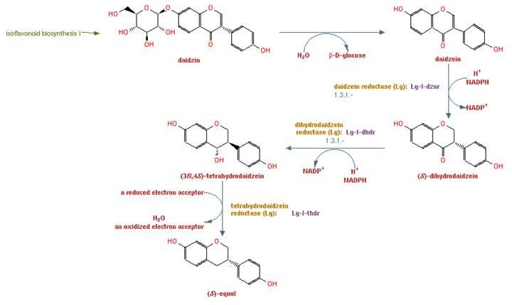 MetaCyc Pathway: daidzin and daidzein degradation