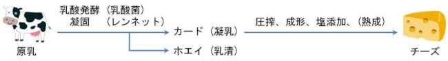 チーズの製造工程