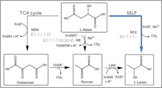 Hyaluronan biosynthesis pathway.