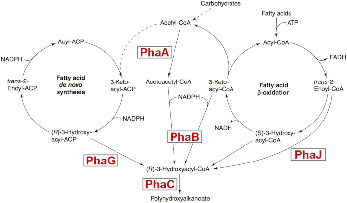 Microbial metabolic pathways for PHA synthesis.