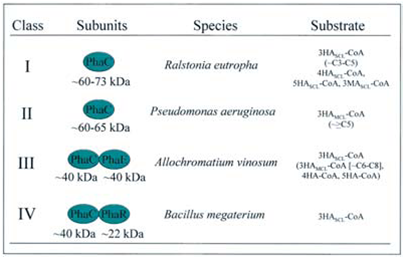 Polyester synthases can be divided into four classes.