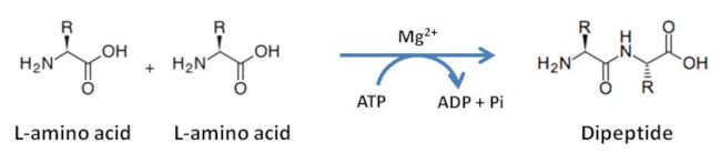 Scheme of Dipeptide synthesis catalyzed by L-amino acid ligase.