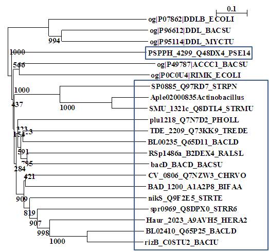 Phylogenetic tree of L-amino acid ligase.