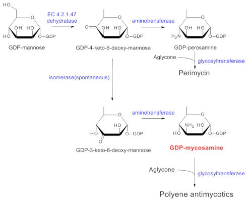マイコサミンおよびペロサミンを含むポリエン系抗真菌薬生合成経路