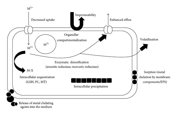 General mechanisms adapted by bacteria, eukaryotes, and archaea for metal resistance.