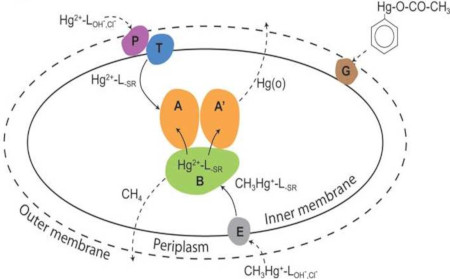 The cellular mer-encoded mercury detoxification mechanisms.