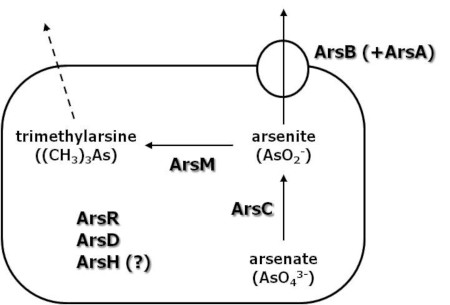 arsenic resistance in bacteria.