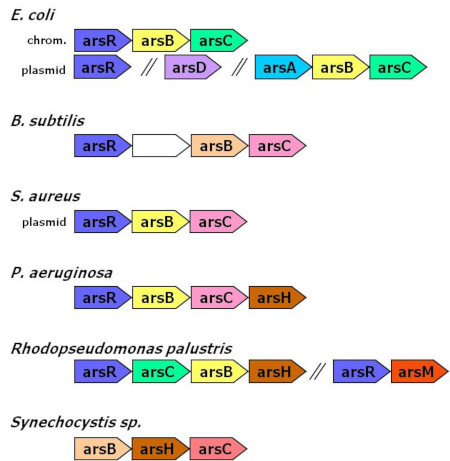 ars gene cluster.