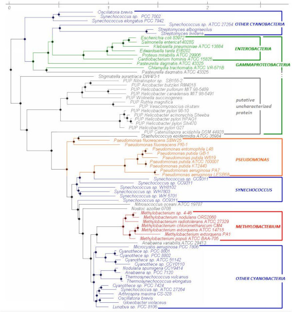 Structured phylogenetic tree of bacterial metallothioneins.