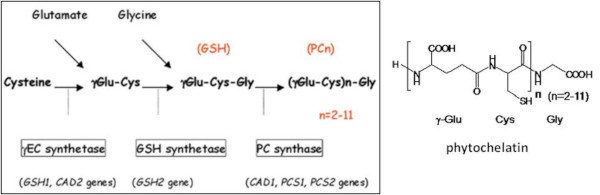 Biosynthesis of phytochelatin in higher plants.