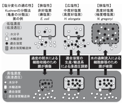 塩分変化に対する適応性の比較