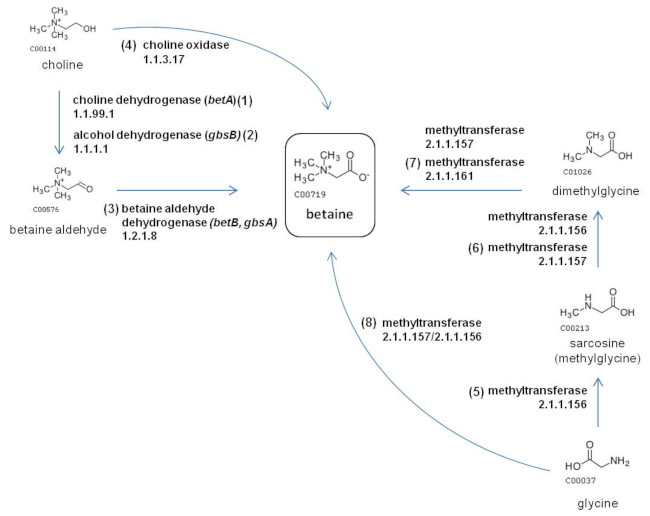 Bacterial betaine biosynthesis pathways