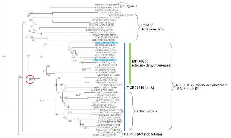 Phylogenetic tree of choline dehydrogenase