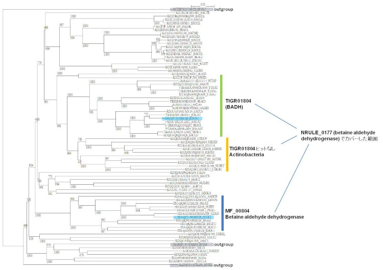 Phylogenetic tree of betaine aldehyde dehydrogenase