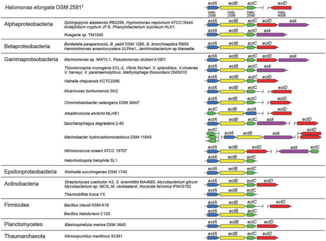 Ectoine synthesis gene organization in H. elongata and other prokaryotes.