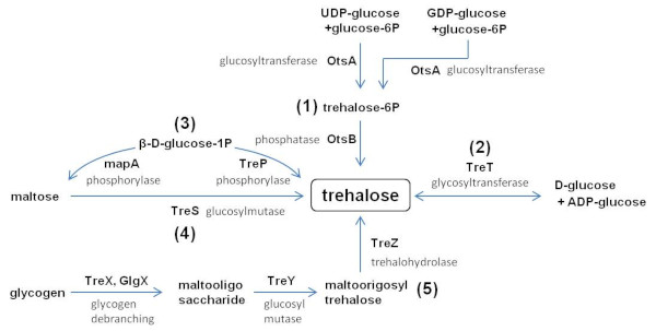 バクテリアで同定されているトレハロース生合成経路