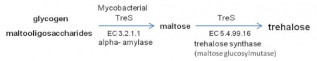 Mycobacterial TreS